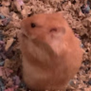 Meet your Posher, Mars